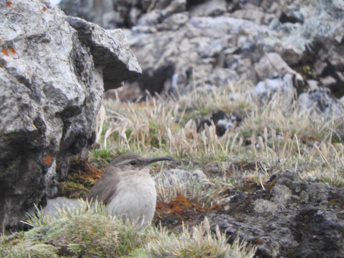 Buff-breasted Earthcreeper - ML644652859