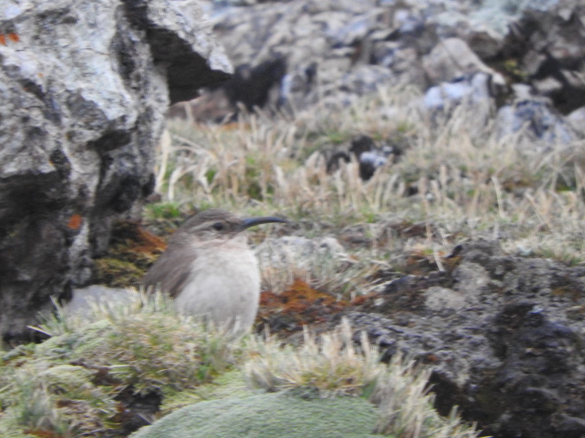 Buff-breasted Earthcreeper - ML644652860