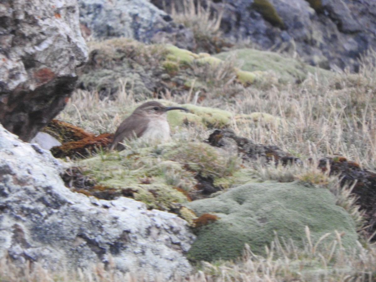 Buff-breasted Earthcreeper - ML644652861