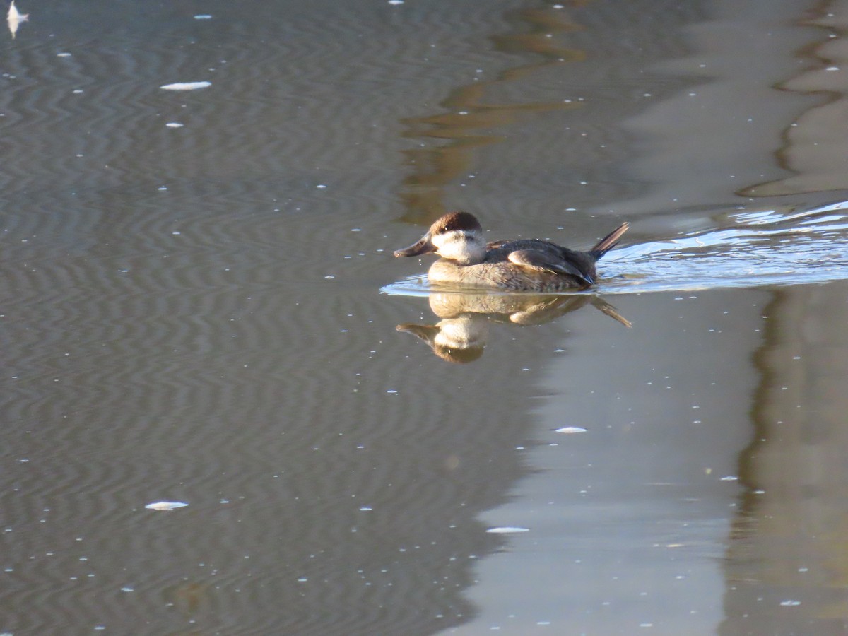 Ruddy Duck - ML644652868