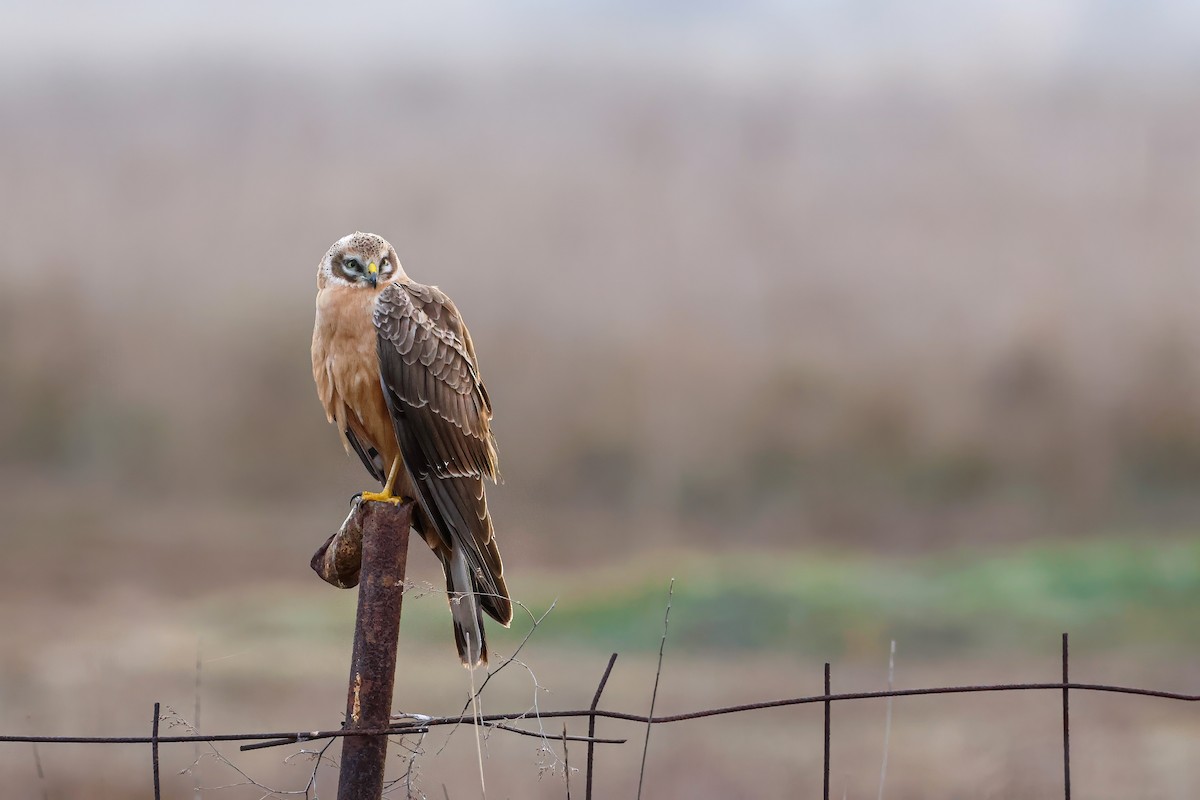 Pallid Harrier - ML644652878