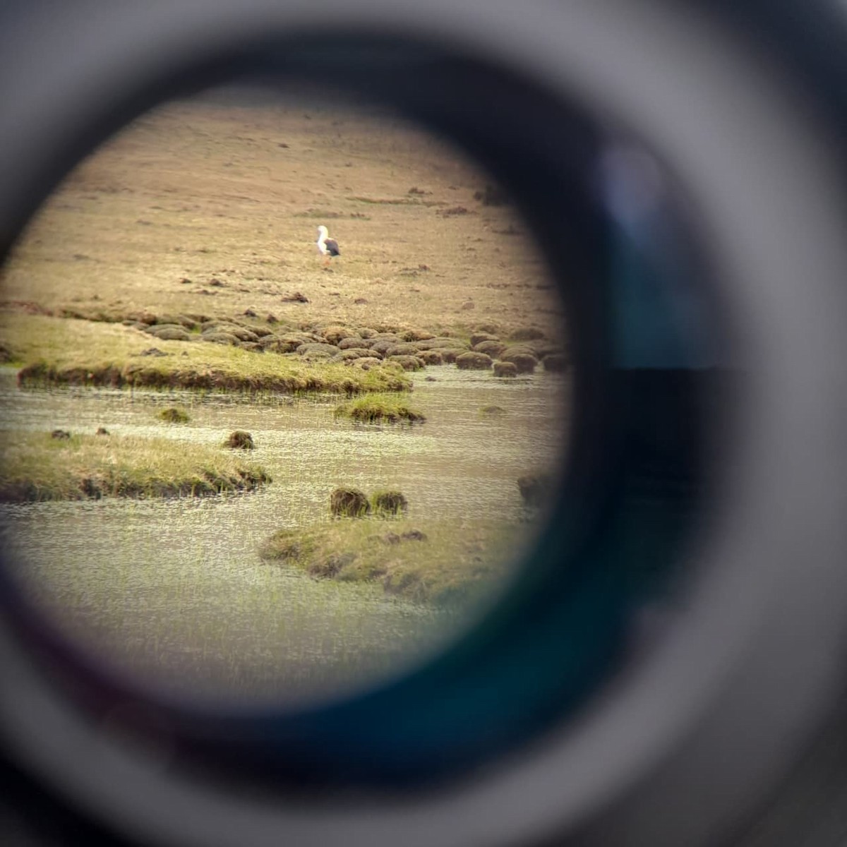 Andean Goose - ML644652879