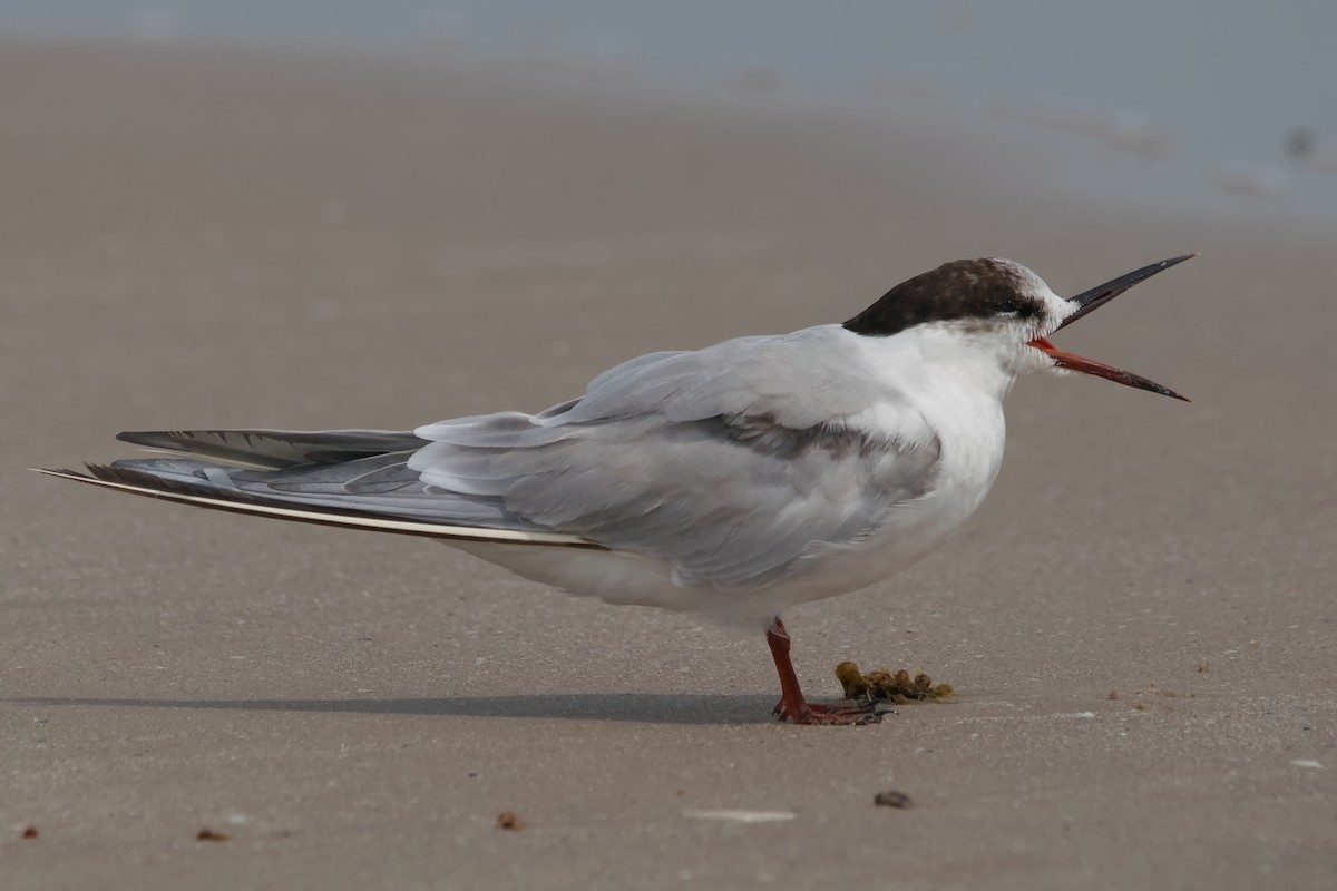 prærieterne - ML644652880