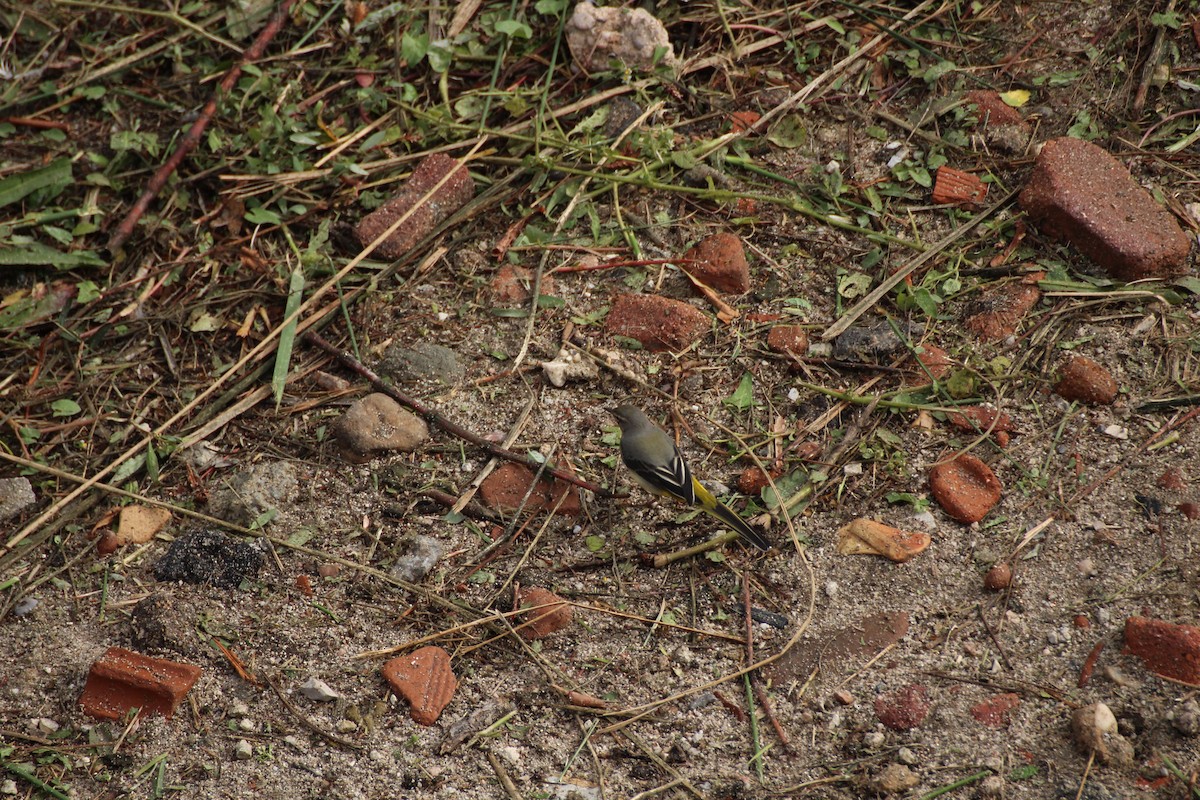 Уулын цэгцгий - ML644652881