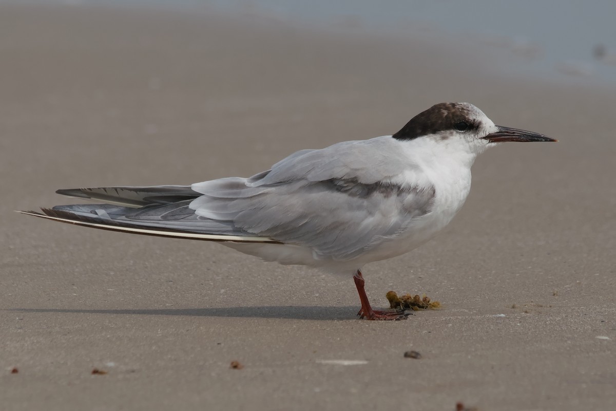 prærieterne - ML644652882