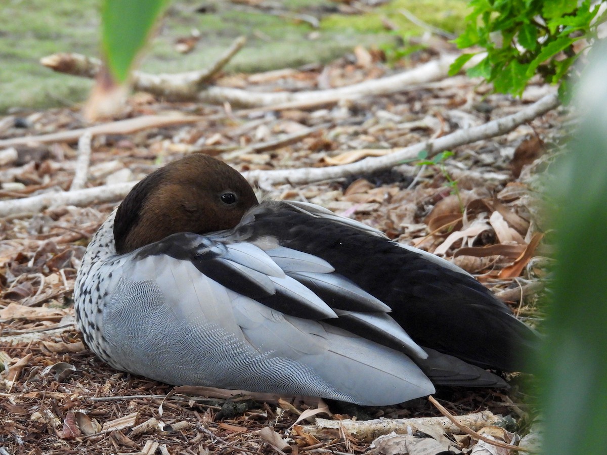 kachnička hřívnatá - ML644652884