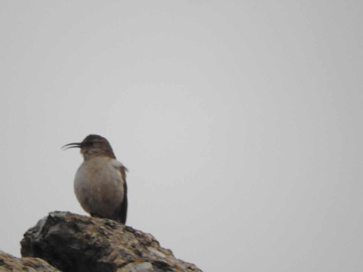 Buff-breasted Earthcreeper - ML644652886