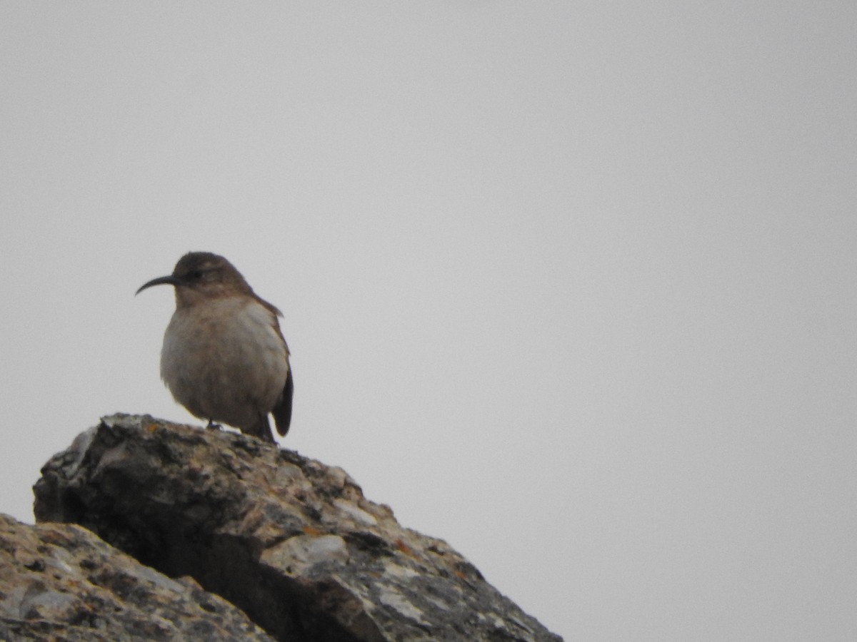 Buff-breasted Earthcreeper - ML644652887