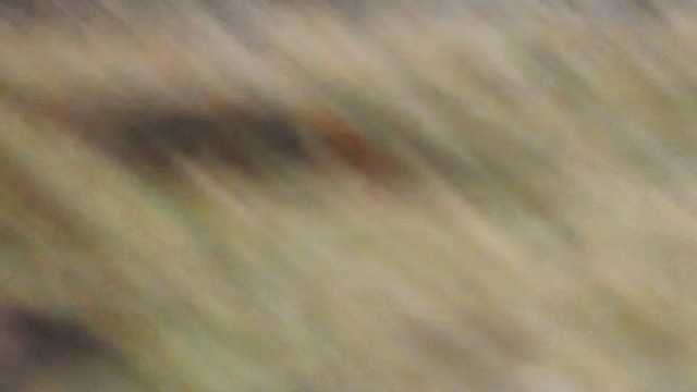 キムネカマハシカマドドリ - ML644652888