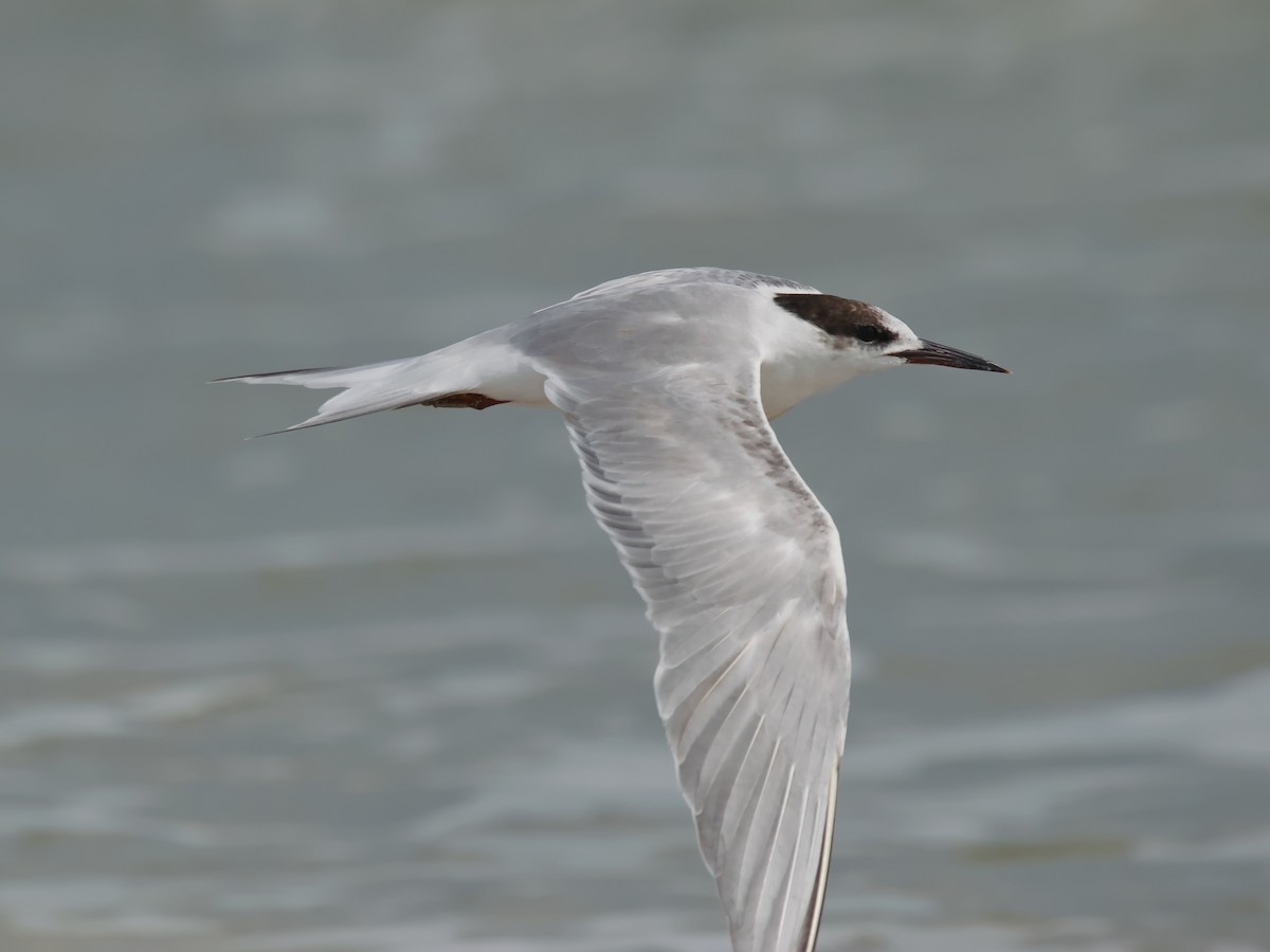 prærieterne - ML644652889