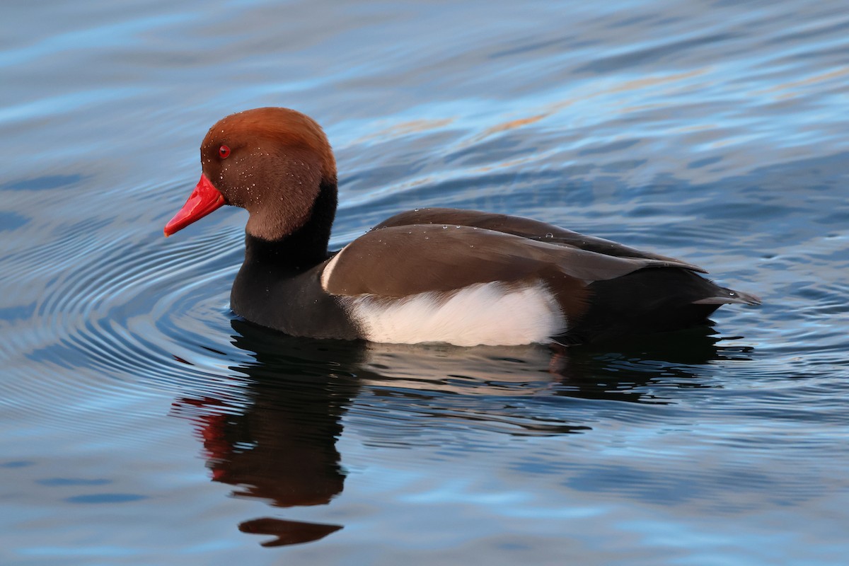 赤嘴潛鴨 - ML644652894