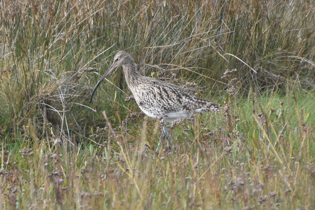 Морин тутгалжин - ML644652895