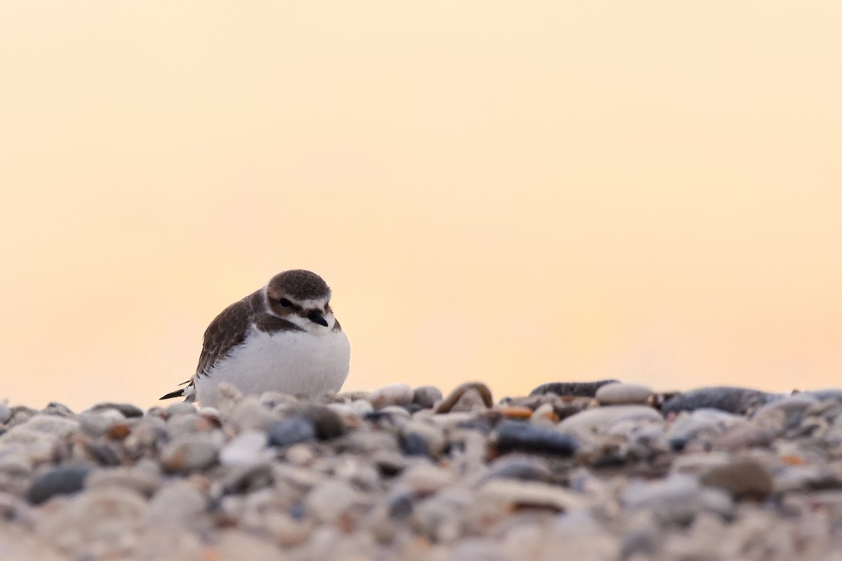 Kentish Plover - ML644652896