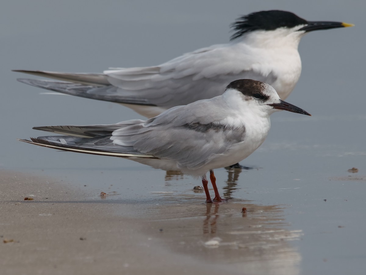 prærieterne - ML644652898