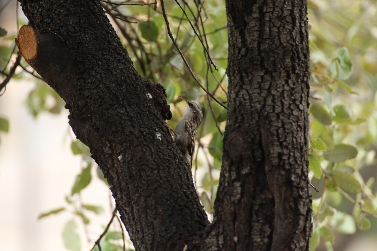Short-toed Treecreeper - ML644652905