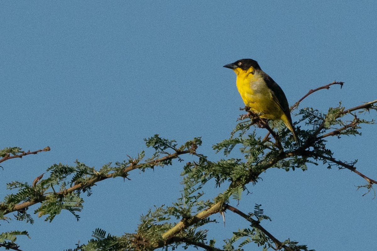 Baglafecht Weaver - ML644652906