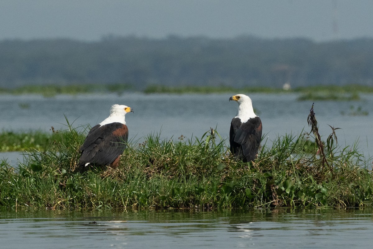 flodørn - ML644652913