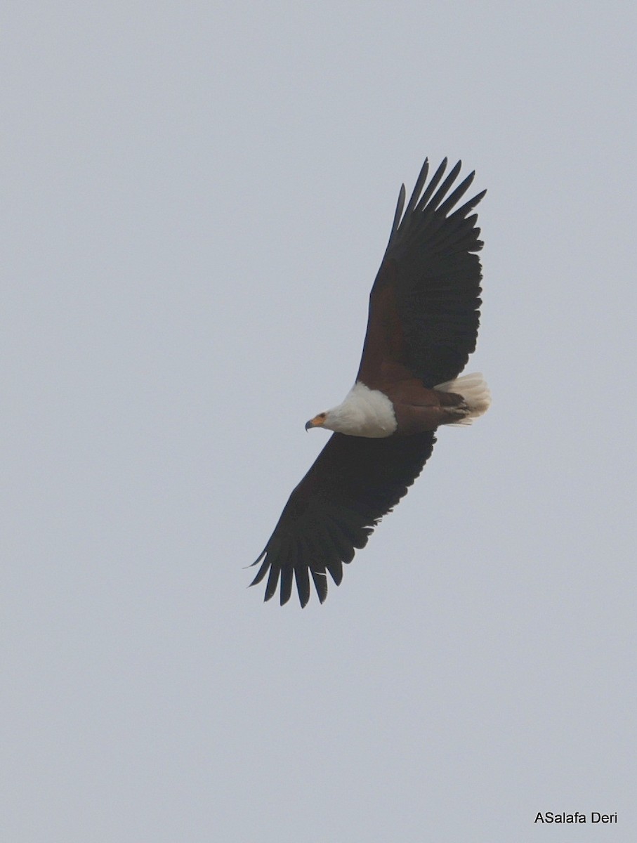 flodørn - ML644652914