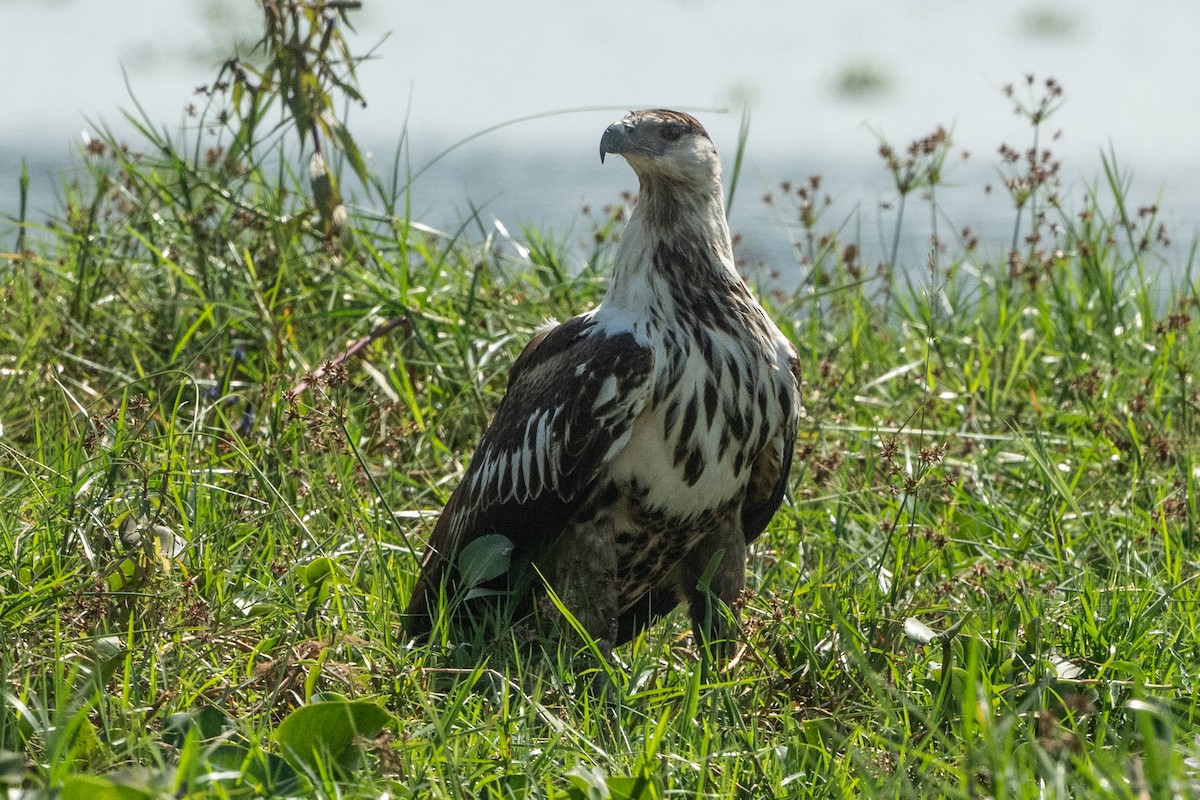 flodørn - ML644652915