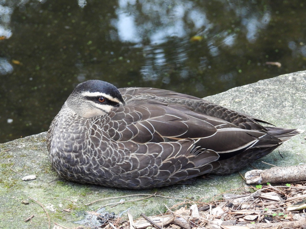 kachna pruhohlavá - ML644652916