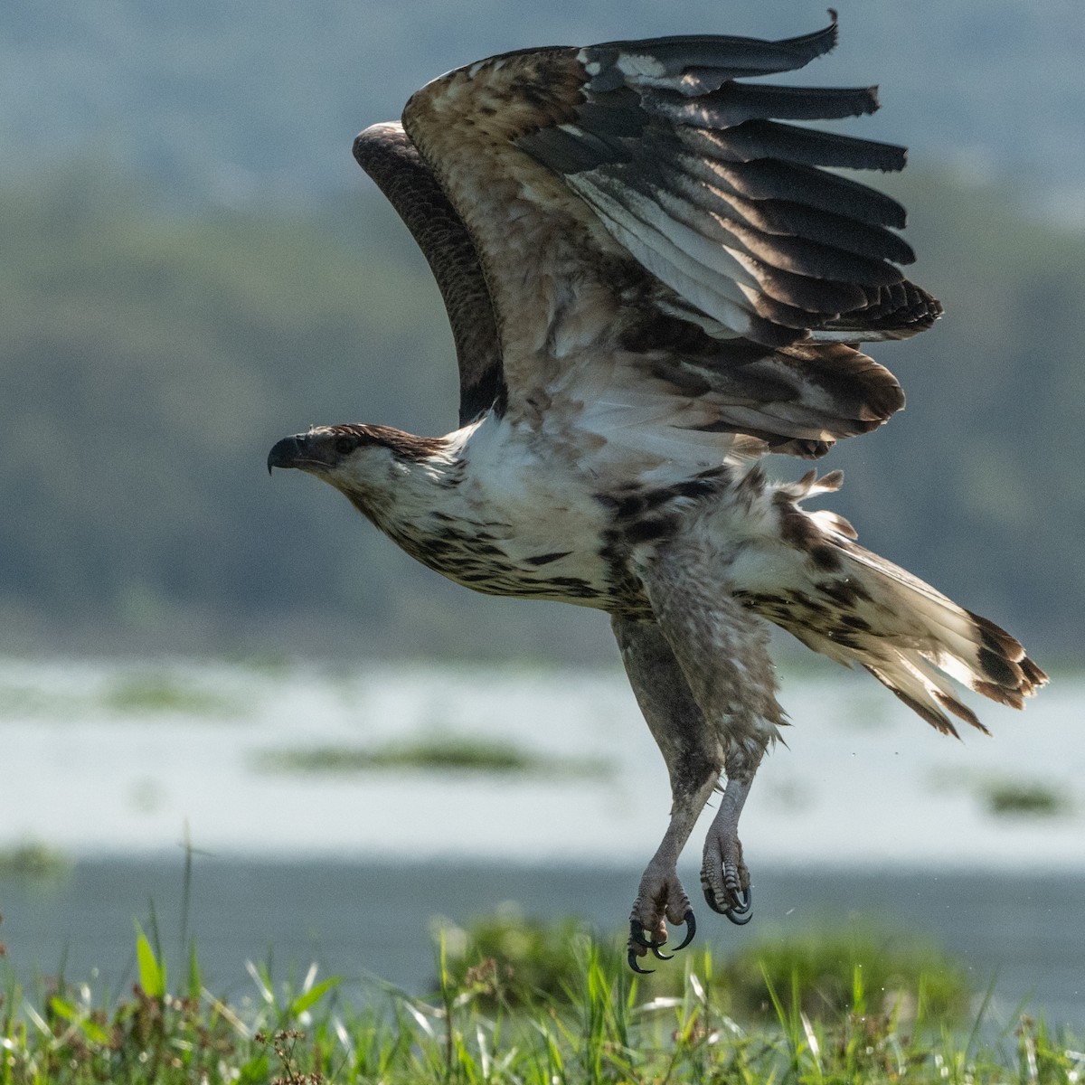 flodørn - ML644652918