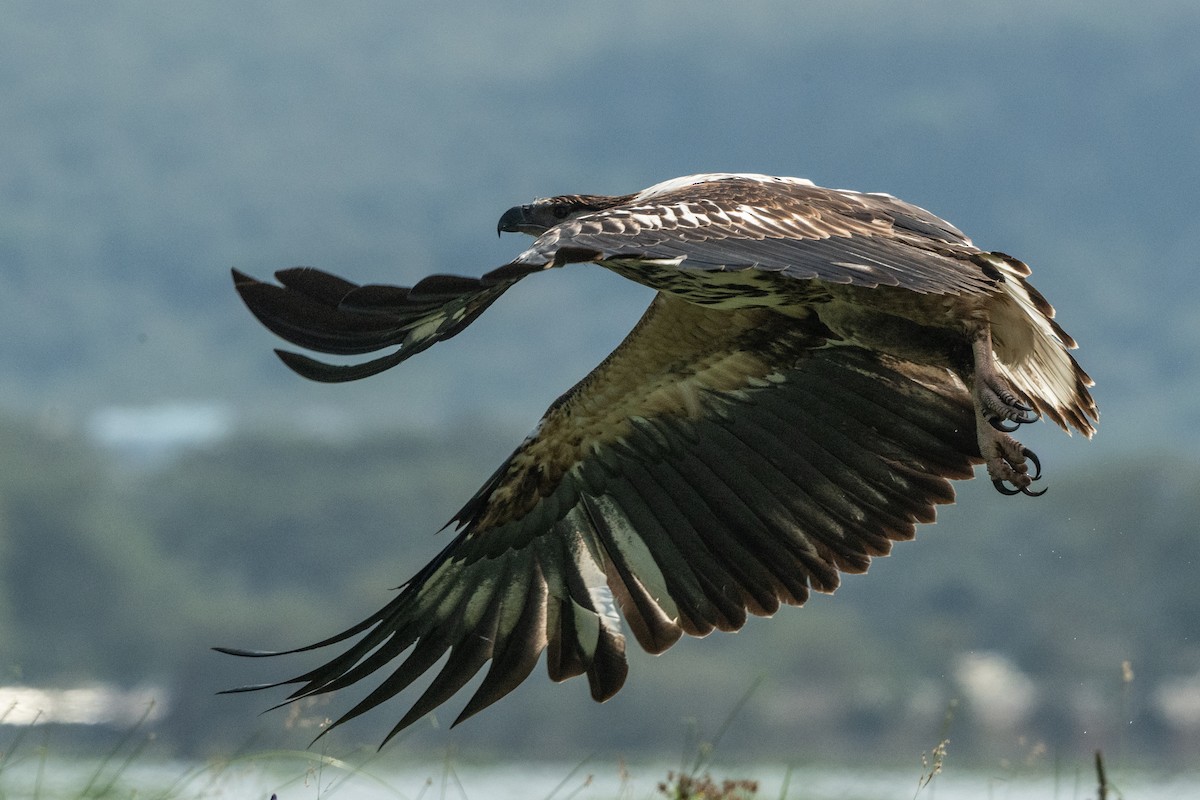 flodørn - ML644652922