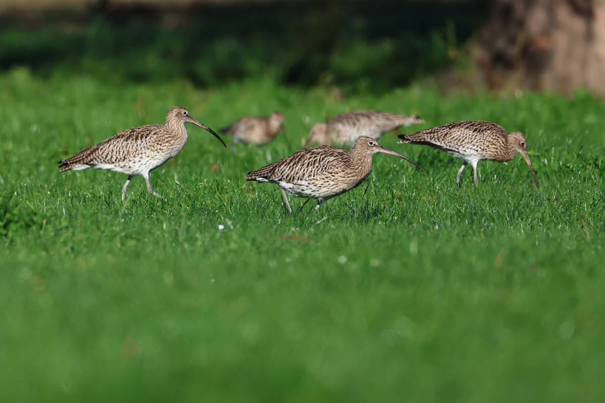 Морин тутгалжин - ML644652925