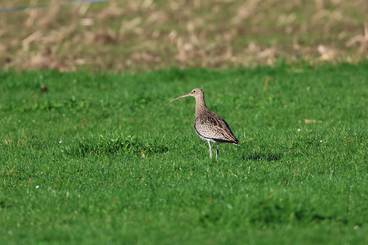 Морин тутгалжин - ML644652927