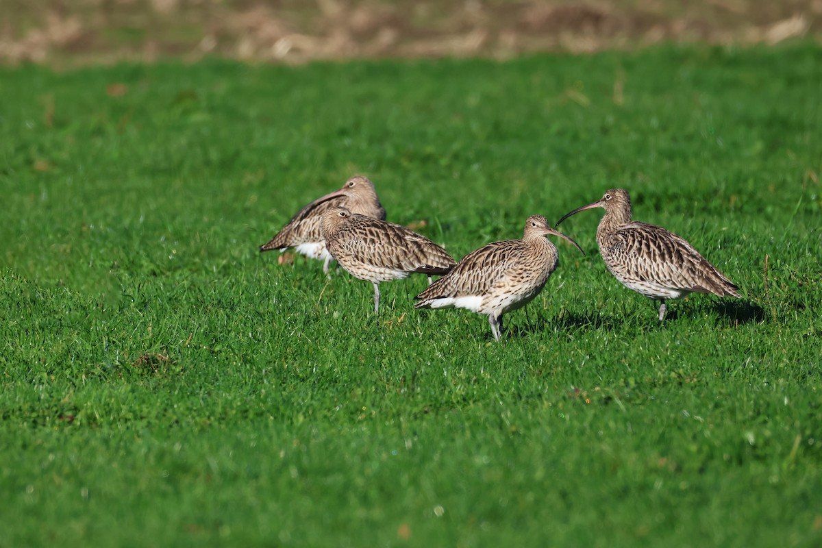Морин тутгалжин - ML644652928