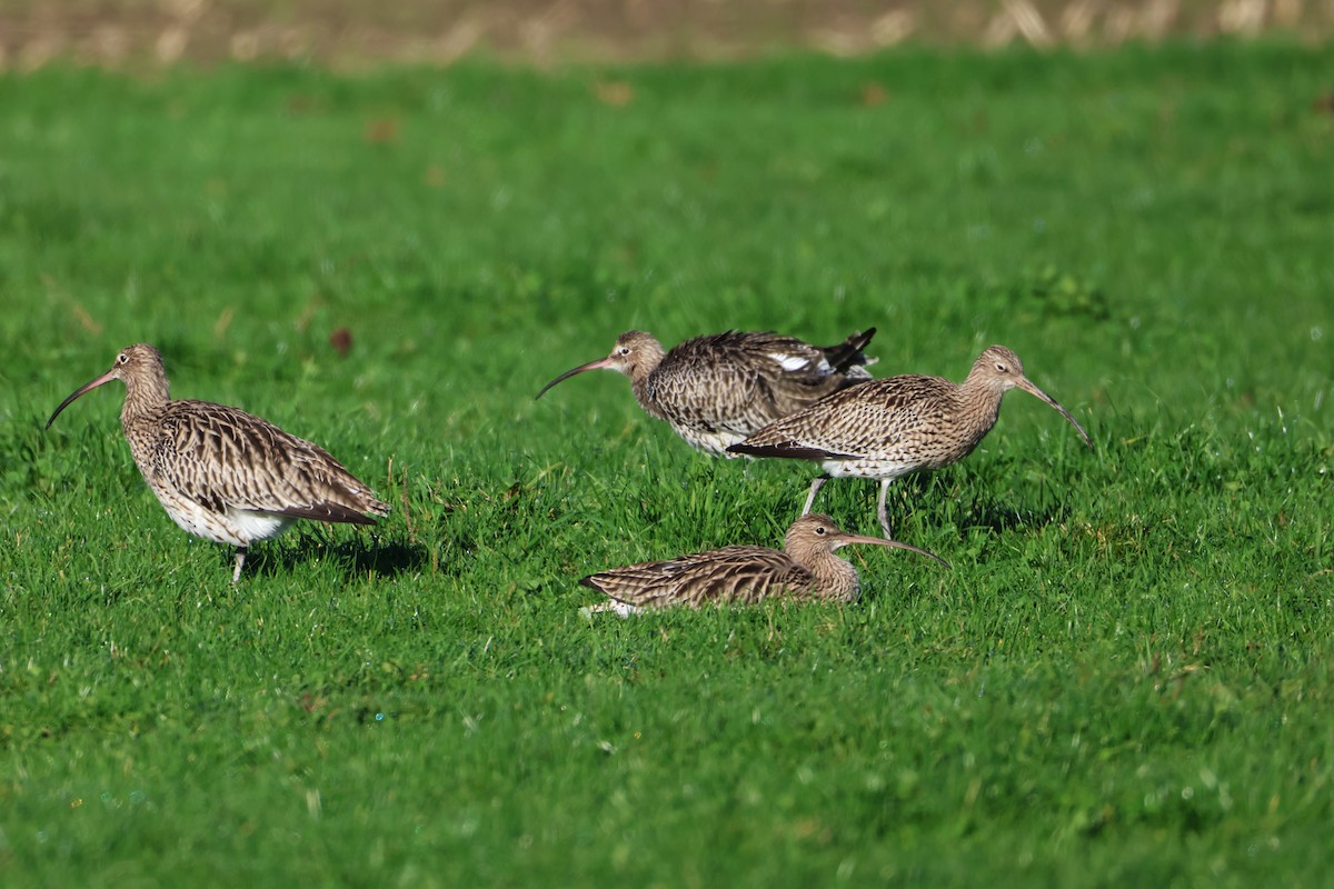 Морин тутгалжин - ML644652929