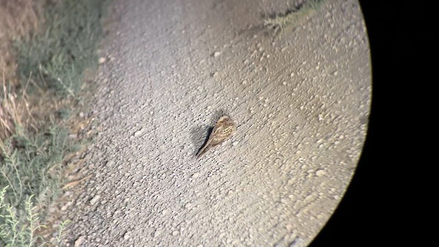 アカエリヨタカ - ML644652936