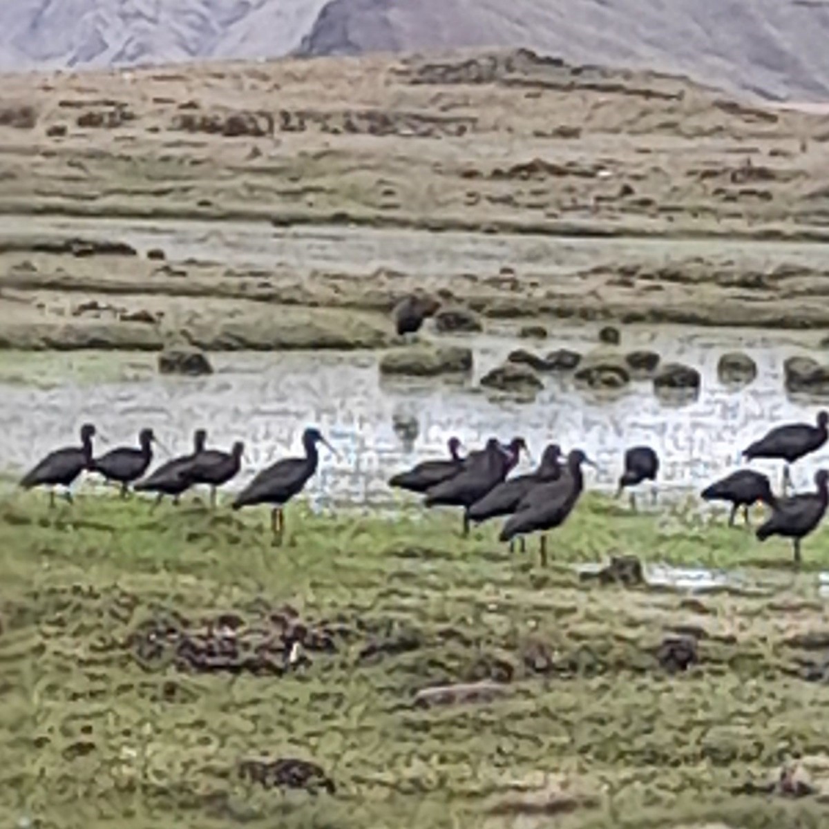 Puna Ibis - ML644652939