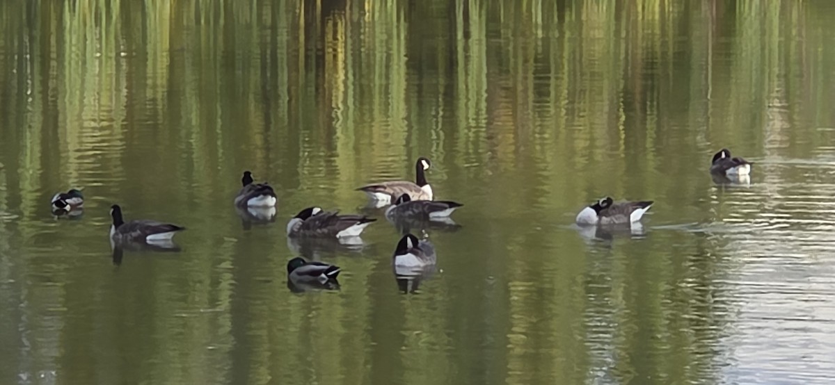Cackling/Canada Goose - ML644652951