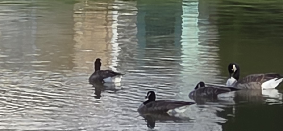 Cackling/Canada Goose - ML644652952