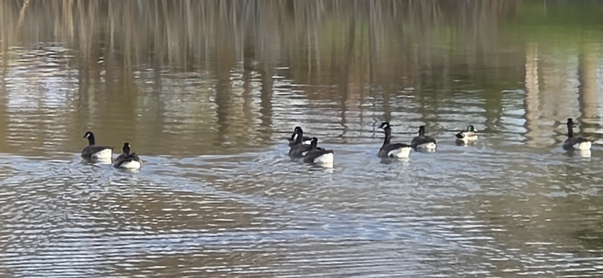 Cackling/Canada Goose - ML644652953