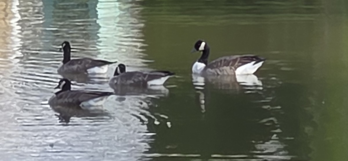 Cackling/Canada Goose - ML644652954