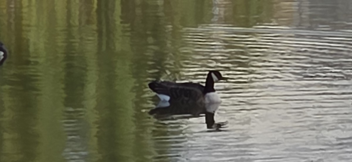 Cackling/Canada Goose - ML644652955