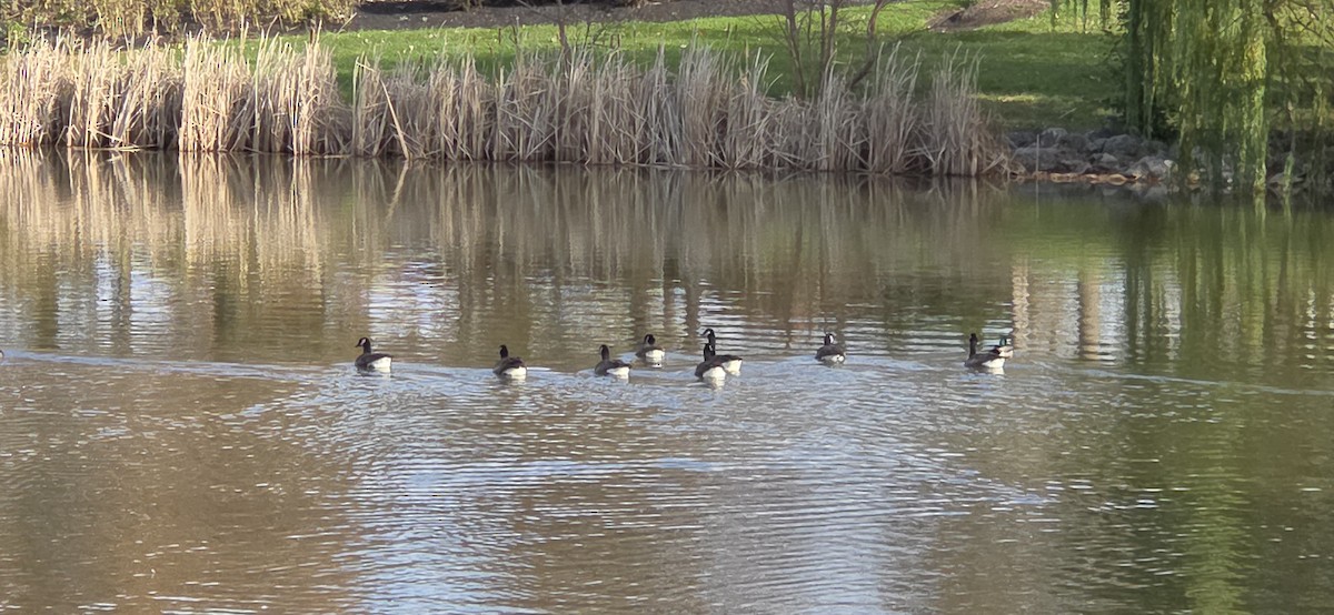 Cackling/Canada Goose - ML644652956