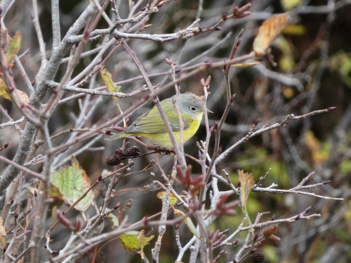 Nashville Warbler - ML644652957