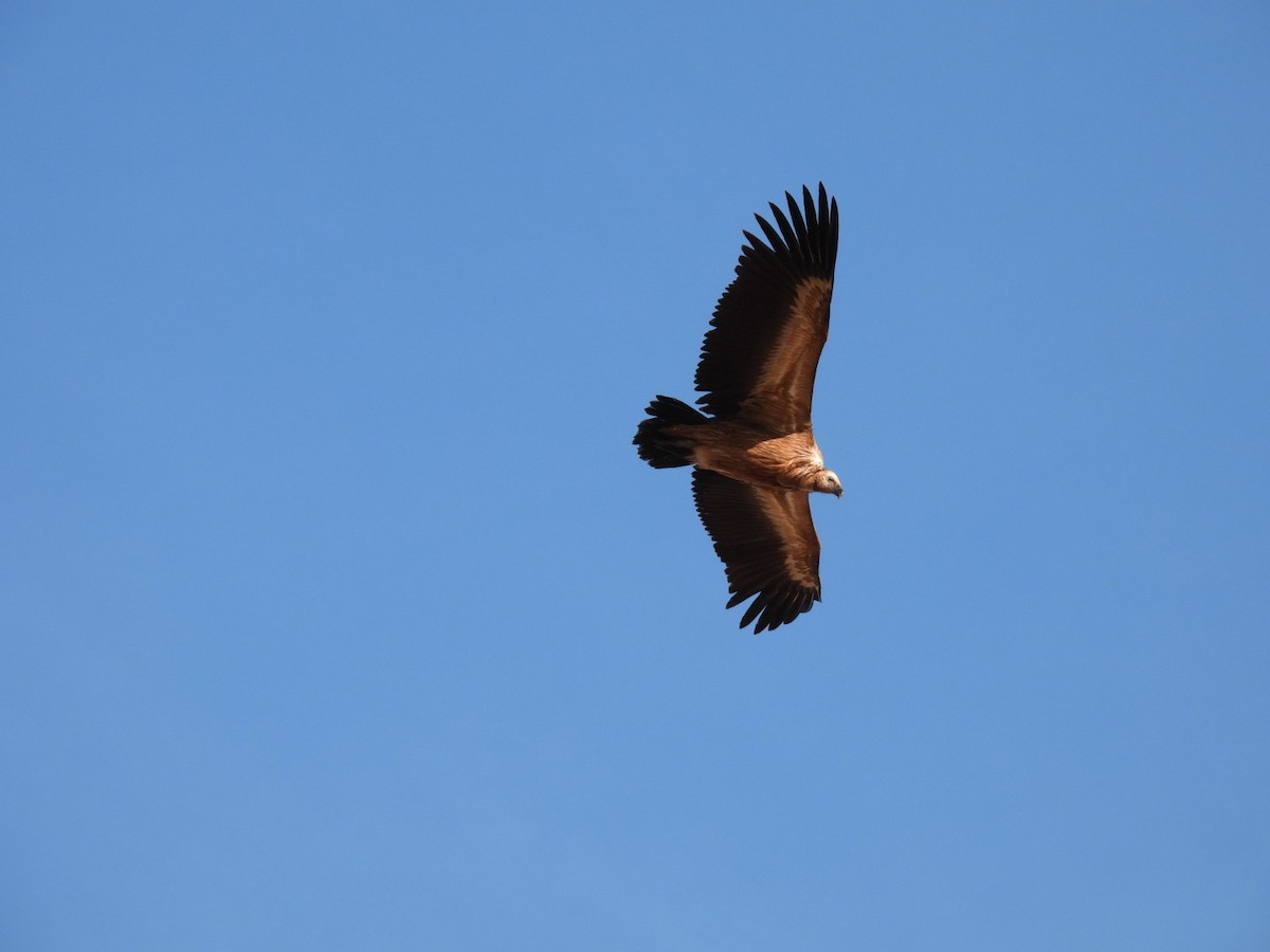 sup bělohlavý - ML644652963