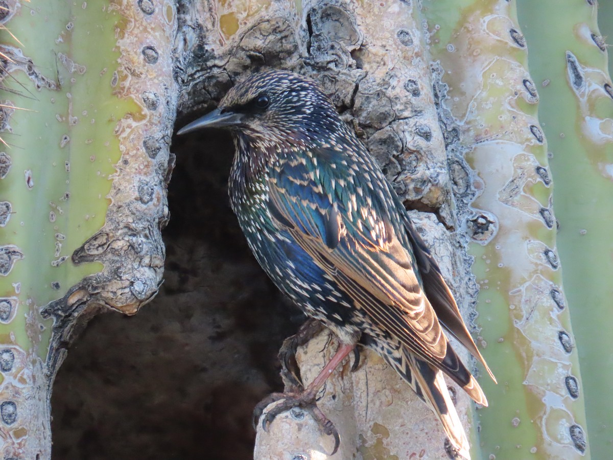 זרזיר מצוי - ML644652973