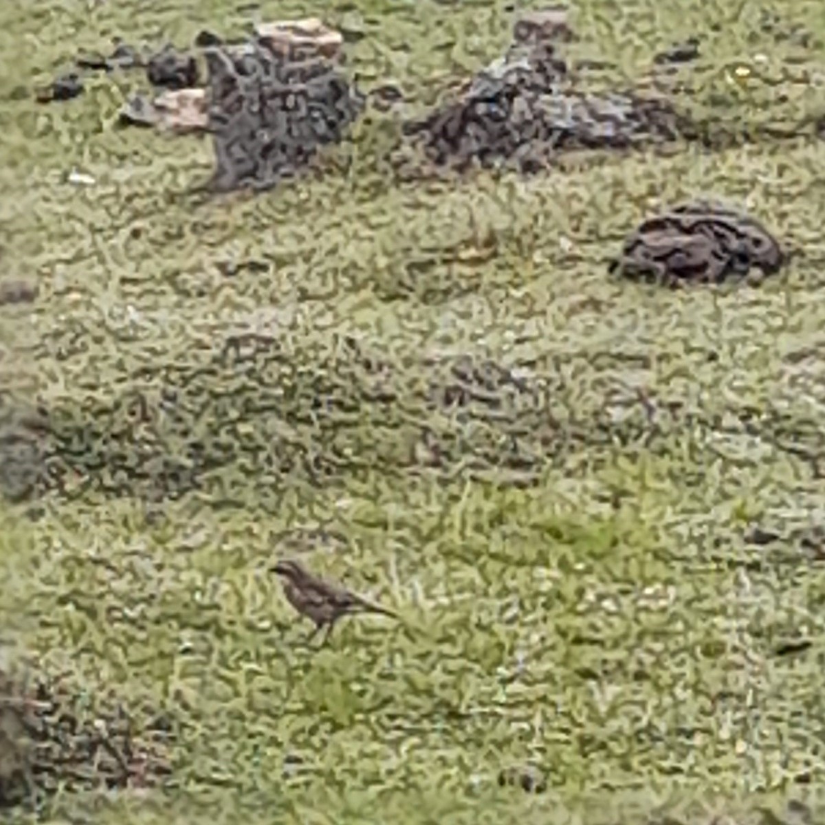 Cream-winged Cinclodes - ML644652983