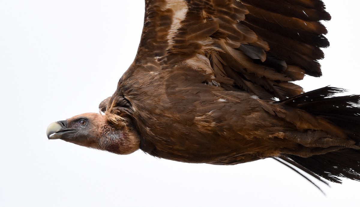 sup bělohlavý - ML644652993