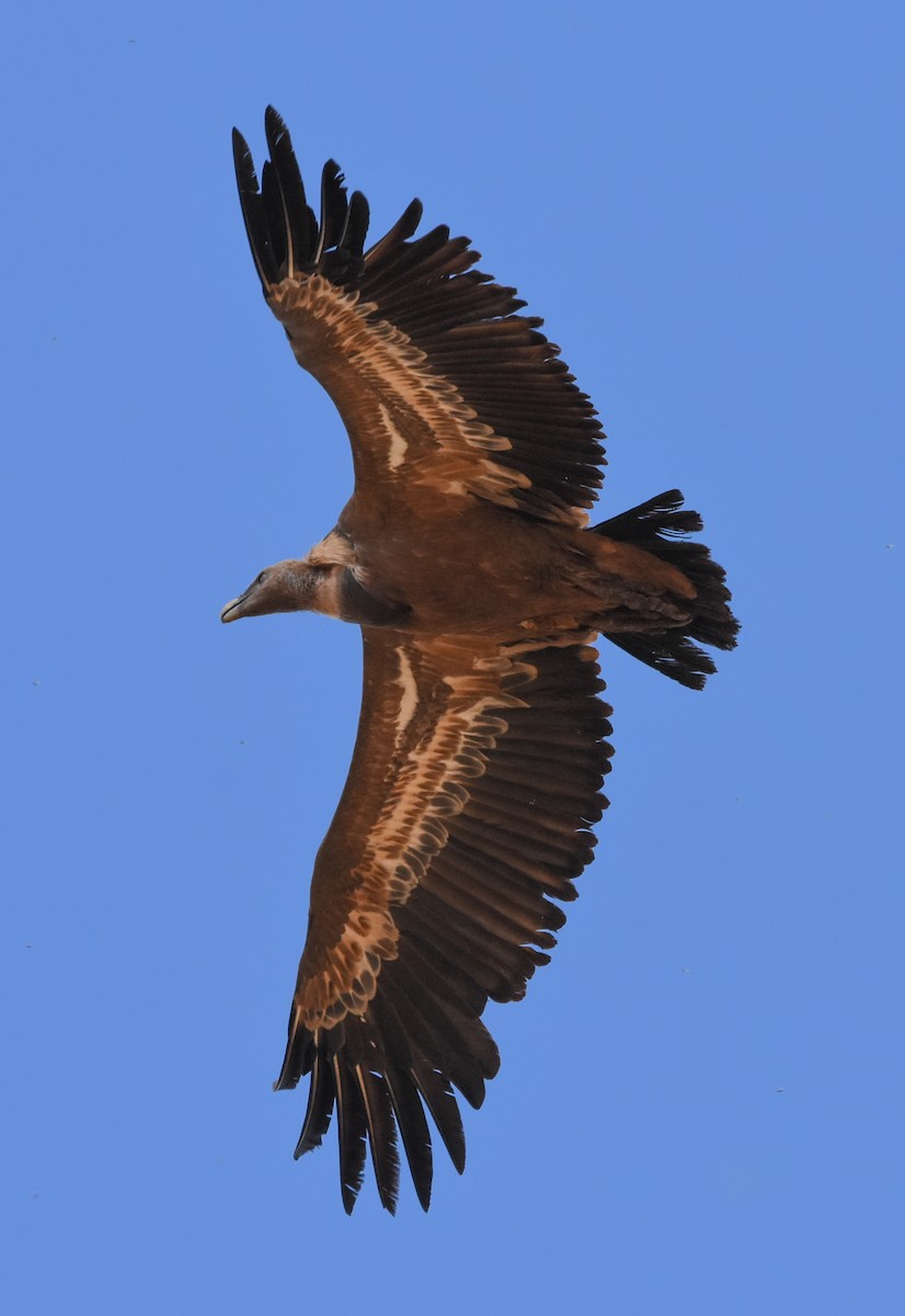 Eurasian Griffon - ML644652994