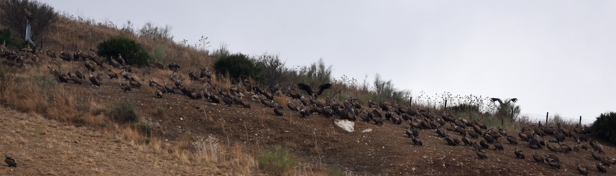 Eurasian Griffon - ML644652996