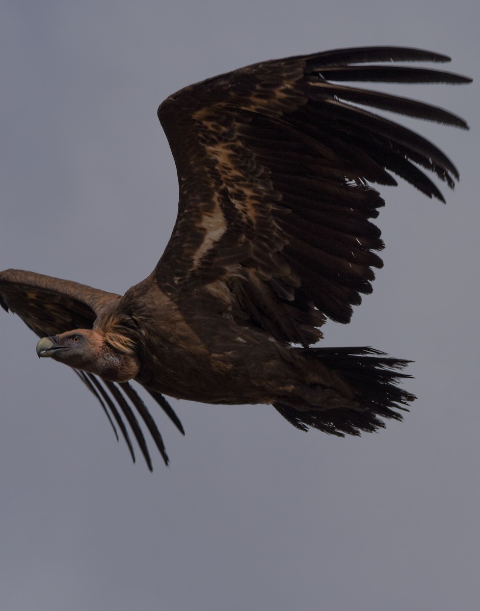 sup bělohlavý - ML644652998