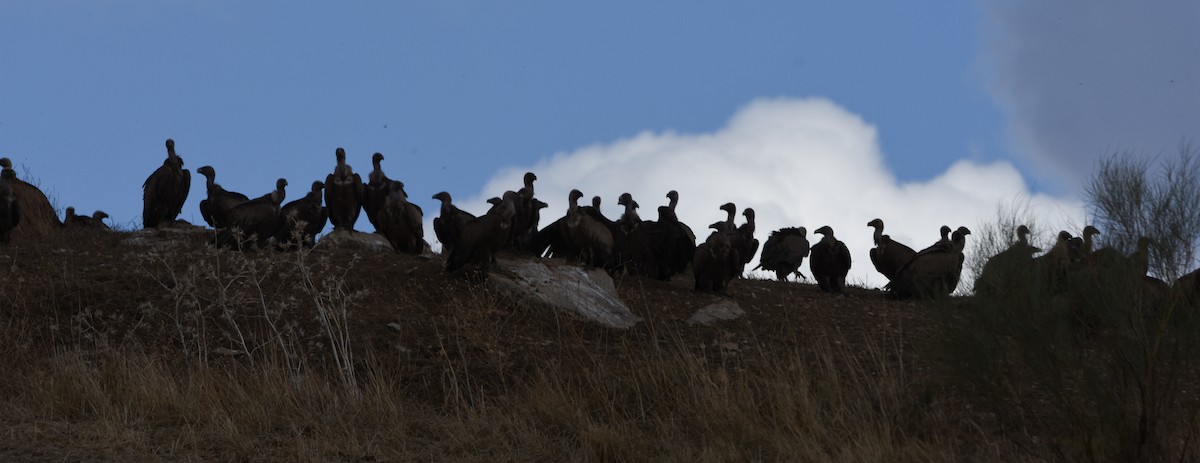 Eurasian Griffon - ML644652999