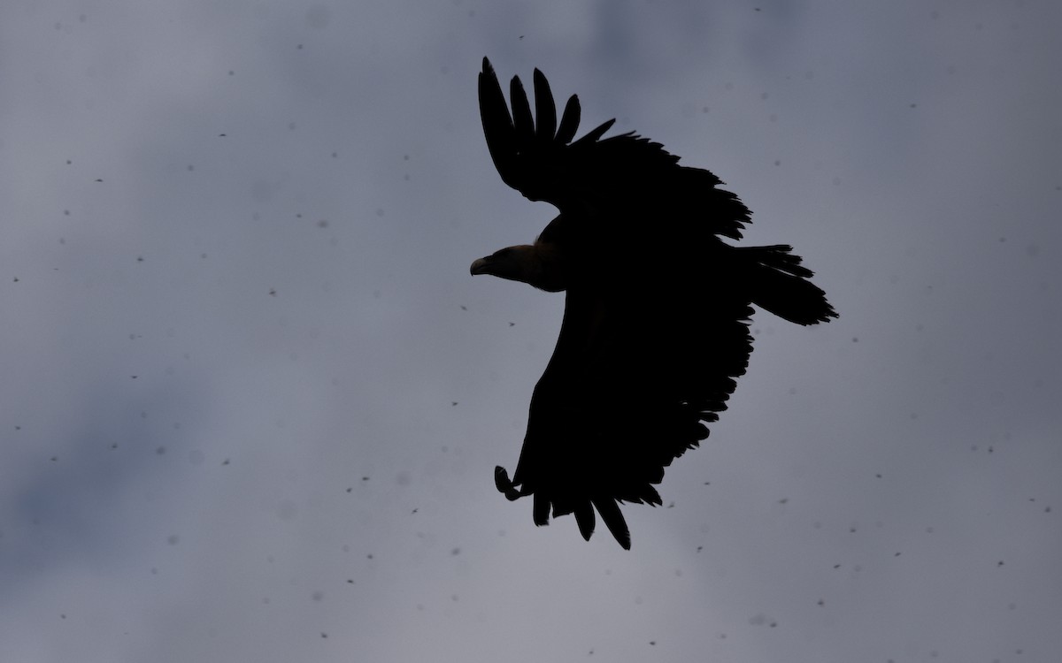 Eurasian Griffon - ML644653000