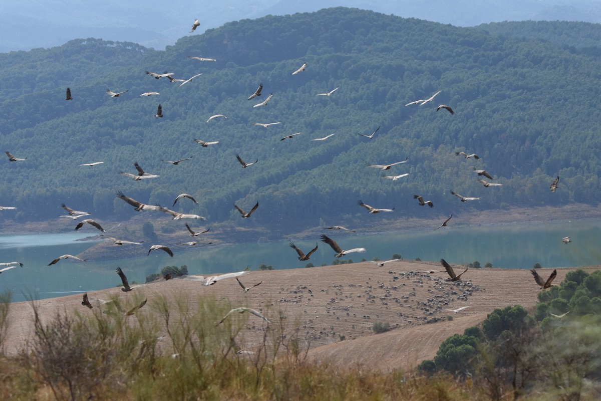 Eurasian Griffon - ML644653001