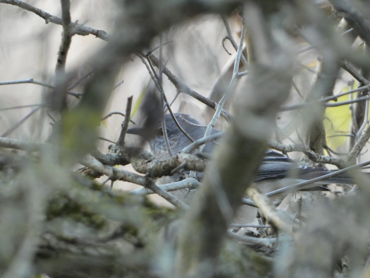 Пересмішник багатоголосий - ML644653006